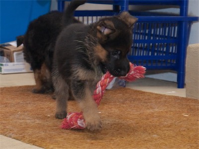 Green carrying a rope tug