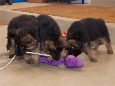 Red, Bue & White playing tug