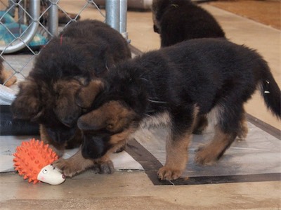 Red & White both want the same toy