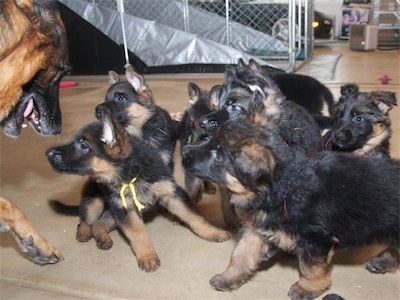 Lotta and all her puppies