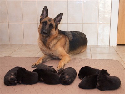 Balti and her puppies