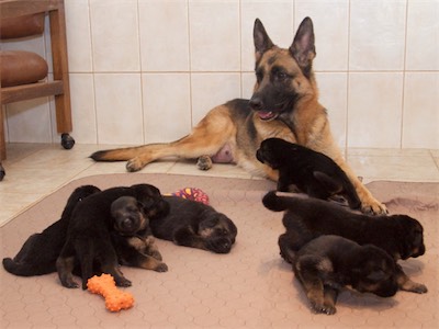 Balti and her puppies