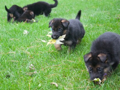 Blue carrying a leaf following alongside Purple