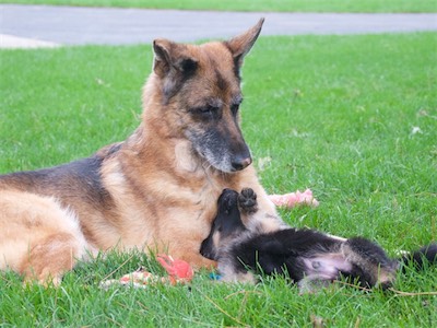 Blue playing with Warina