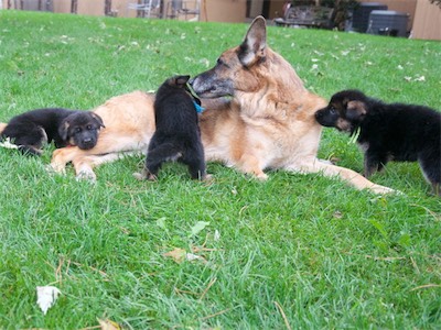 Blue and Green playing with Warina while Red takes a nap.