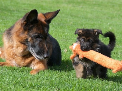 Lotta watching Green carry off a toy.