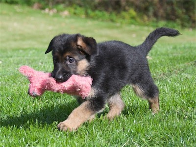 White mid-stride carrying this litter's favorite toy.