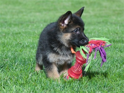 Orange carrying one of the larger toys.