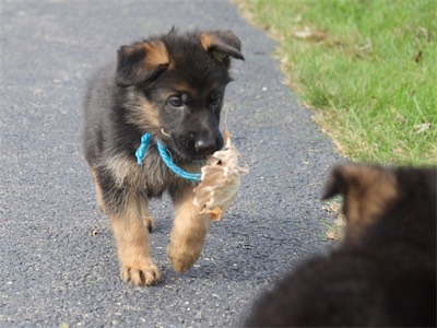 Blue bringing me a leaf.