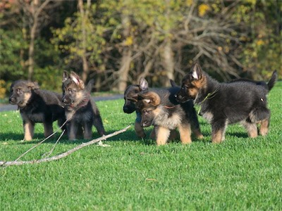 Red, Pink, Blue, Orange & Green found a big stick