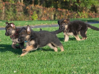 Pink, Blue & Red running together