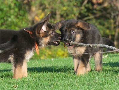 Orange & Red sharing the stick