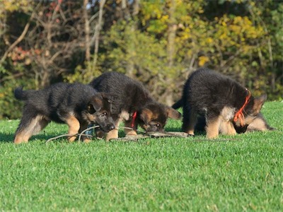 Blue, Red & Orange still enjoying the stick