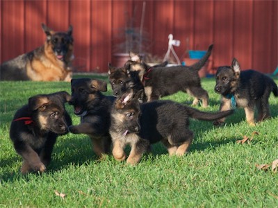 Red, White & Purple (1st row), Purple, Pink & Blue (2nd row) with Lotta keeping watch from the background