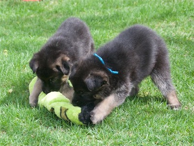 Green & Blue playing with a plush snake