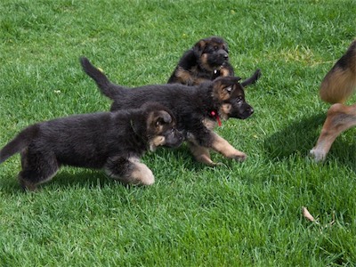 Green, Red & White chasing after Aunt Lotta