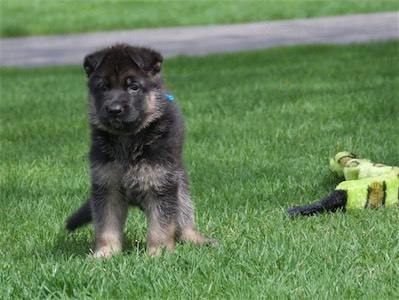 Blue watching from afar