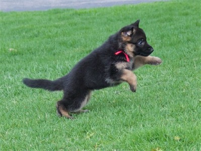 Pink in mid-leap