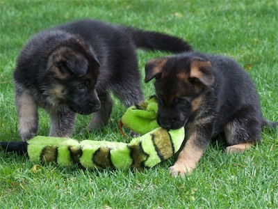 Green & Red playing with the snake