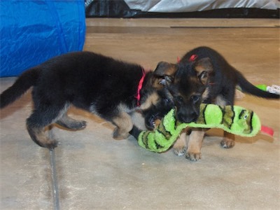 Pink & red playing with the snake