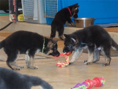 Green & Blue playing tug. Pink getting a drink from the big bowl.