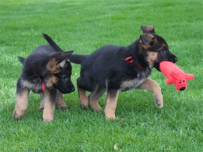 Red running away from Pink with a toy.