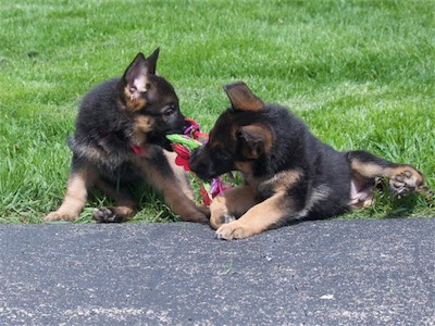 Pink & Red sharing a toy.