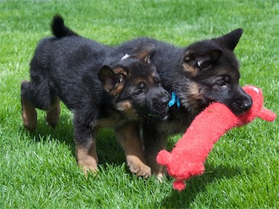 White wants the toy Blue has.