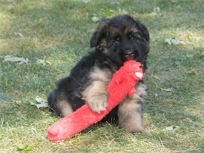 Luke enjoying the red, stuffed toy.