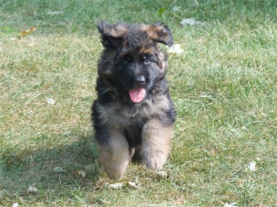 Romping in the yard.