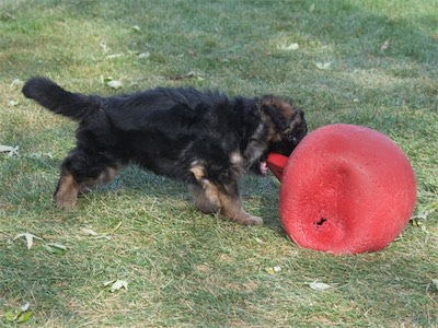 Bored with the small toys, Luke decided he wanted to play with the 'big dog' toys!