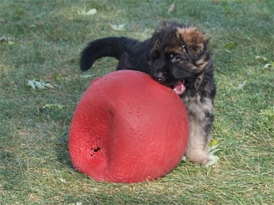 But he can't quite get his mouth around the ball yet.