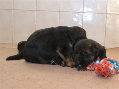 Red puppy laying on brother Blue.