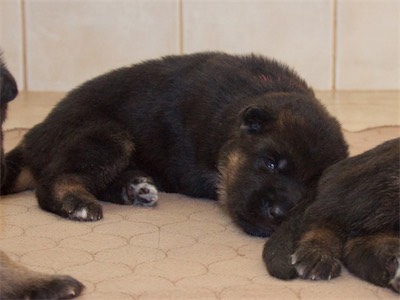 Red puppy fighting to stay awake.