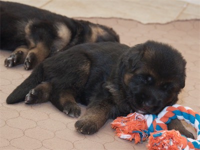 Blue puppy falling asleep too.