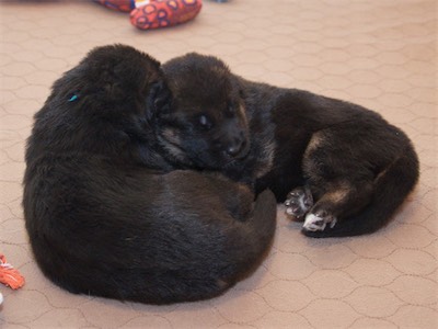 Blue and Red cuddling together.