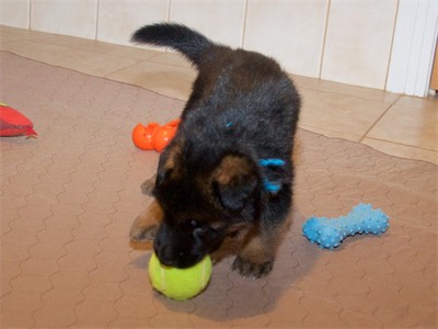 Blue playing with a tennis ball.