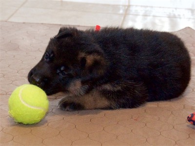 Red liked the tennis ball too.