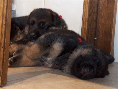 Pink and Red decided it was nap time.