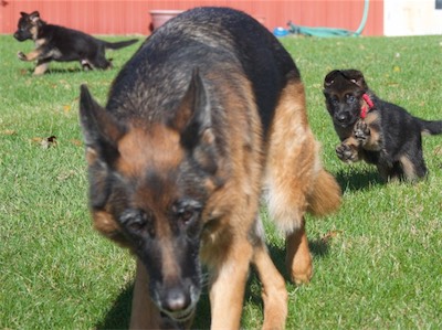 Pink chasing aunt Lotta. Red running in background.