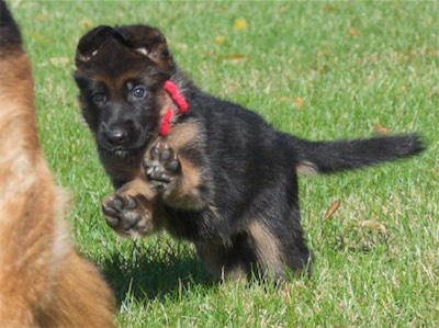 Closeup of Pink running.