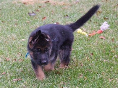 Blue stalking one of his siblings.