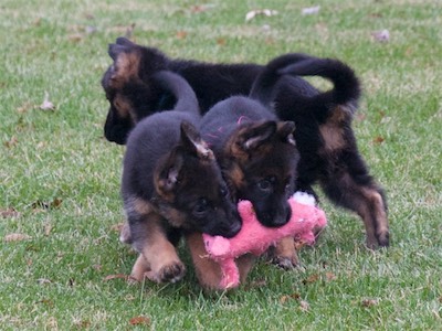 Red and Pink playing with a stuffed toy.