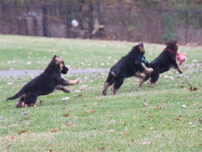 Synchronized running! Red, Blue and Pink