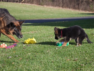 Pink playing with aunt Lotta.