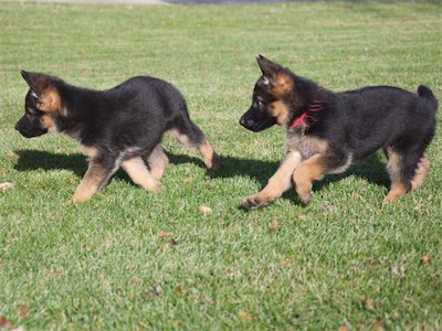 Red being chased by Pink.