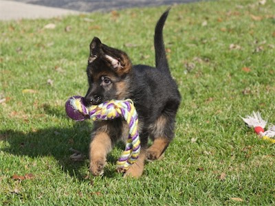 Blue carrying a tug...