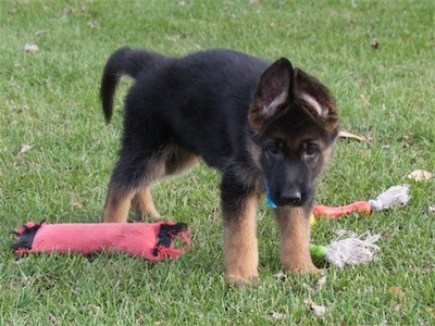 Blue trying to decide which toy he wants.