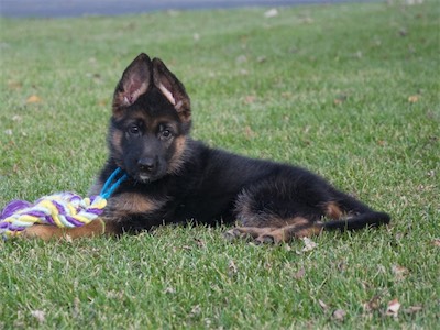 Blue decided it was time for a toy after all.