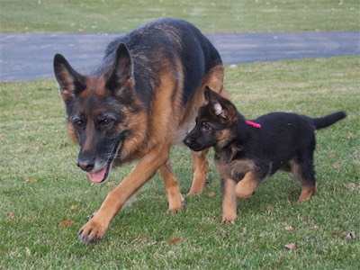 Pink alongside aunt Lotta.